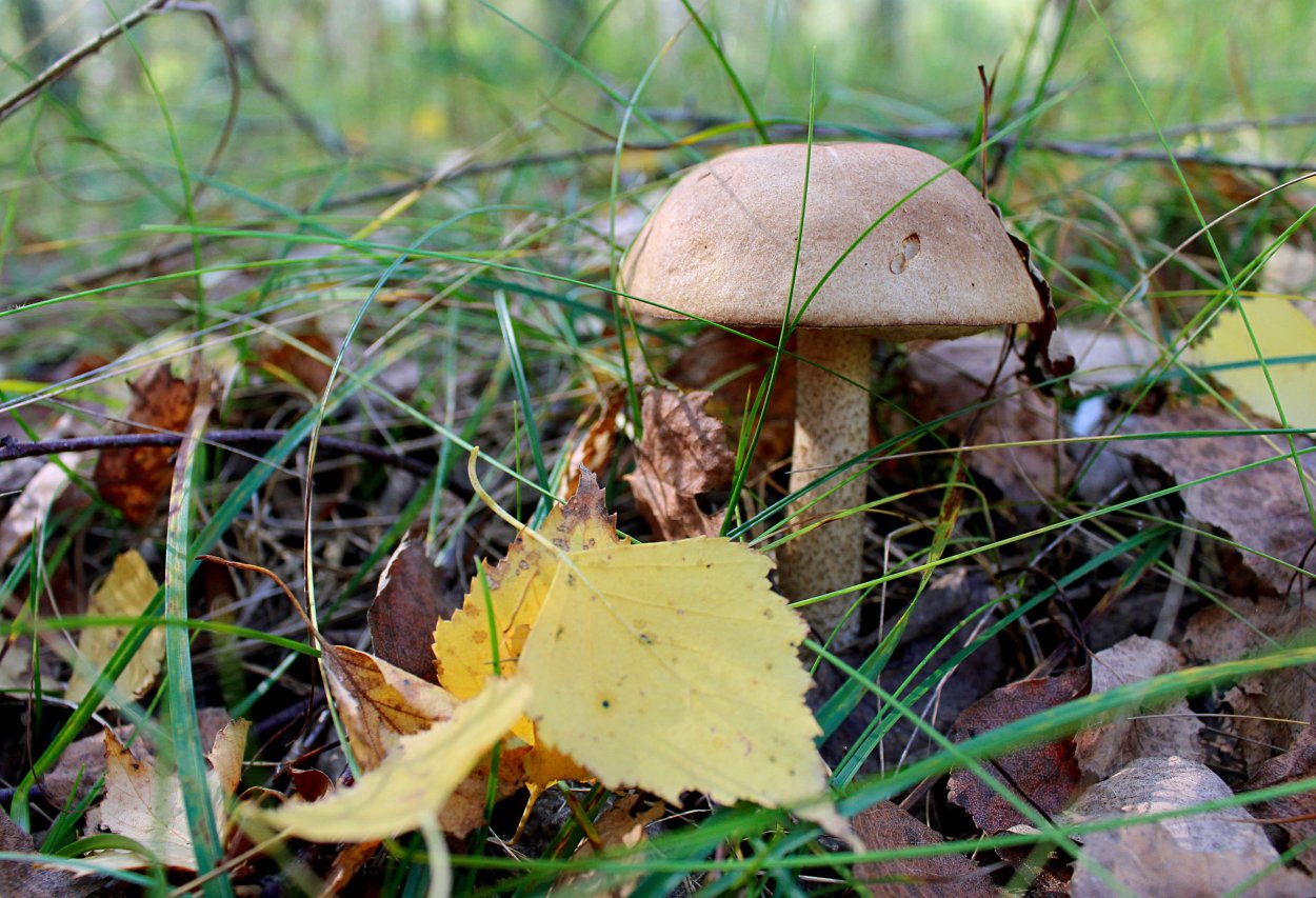 Старый подберезовик
