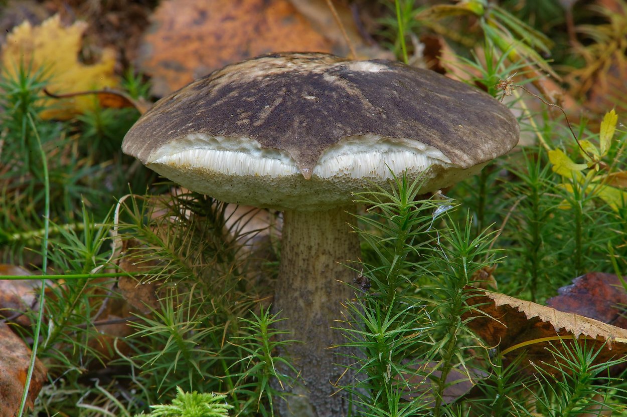 Подберезовик пестрый