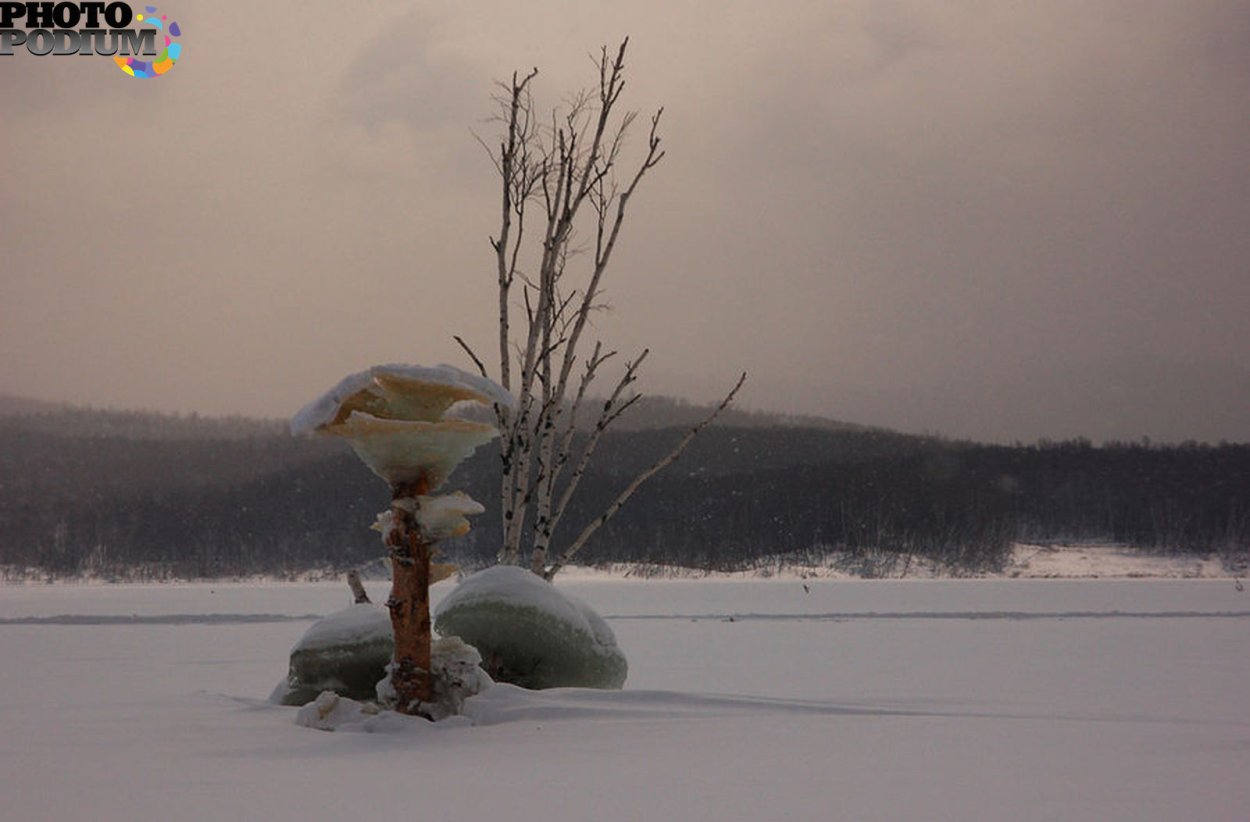 Бурейское водохранилище грибы