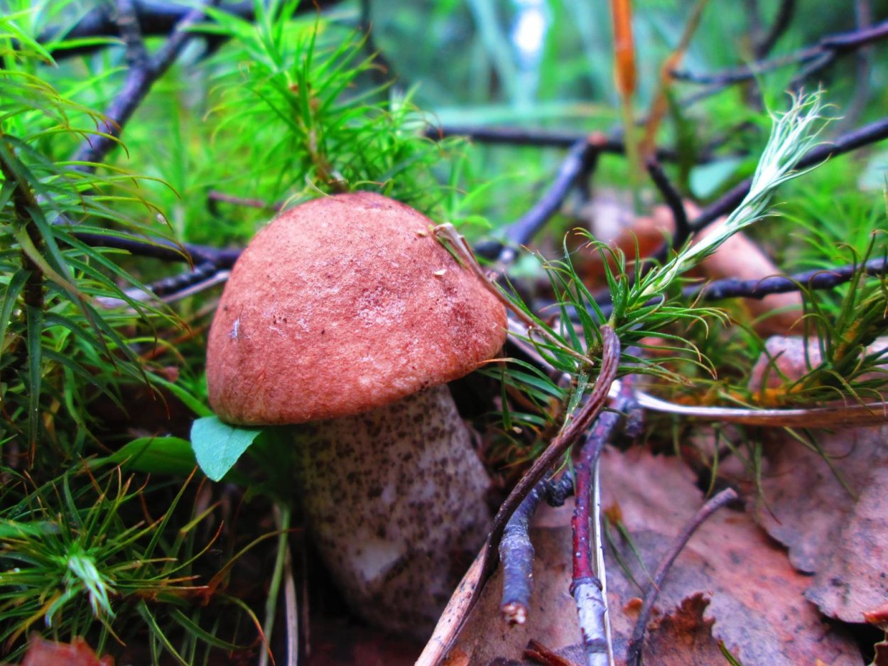 Грибы подосиновики и подберезовики