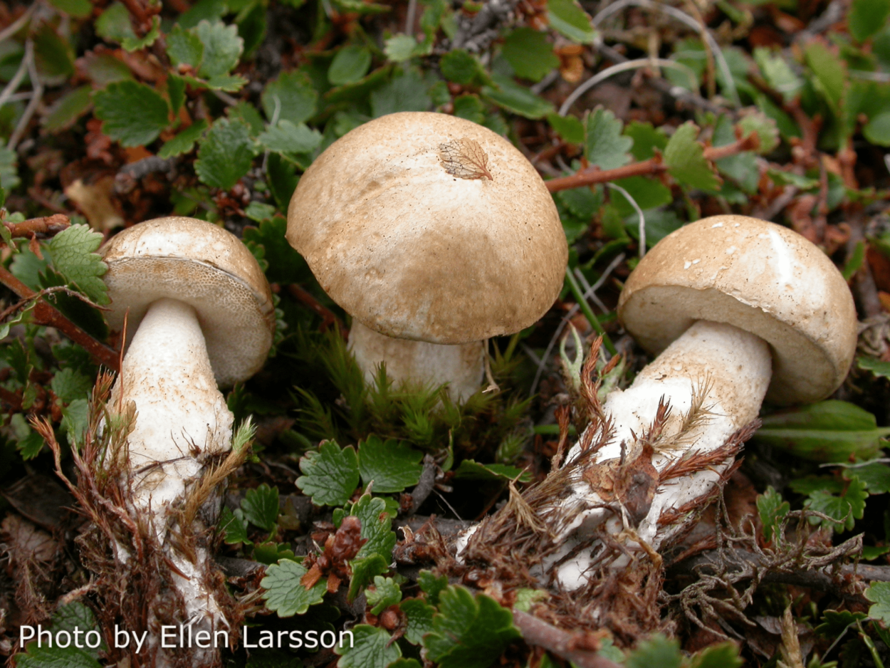 Подберезовик Тундровый