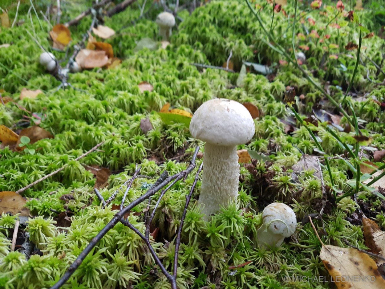 Leccinum holopus