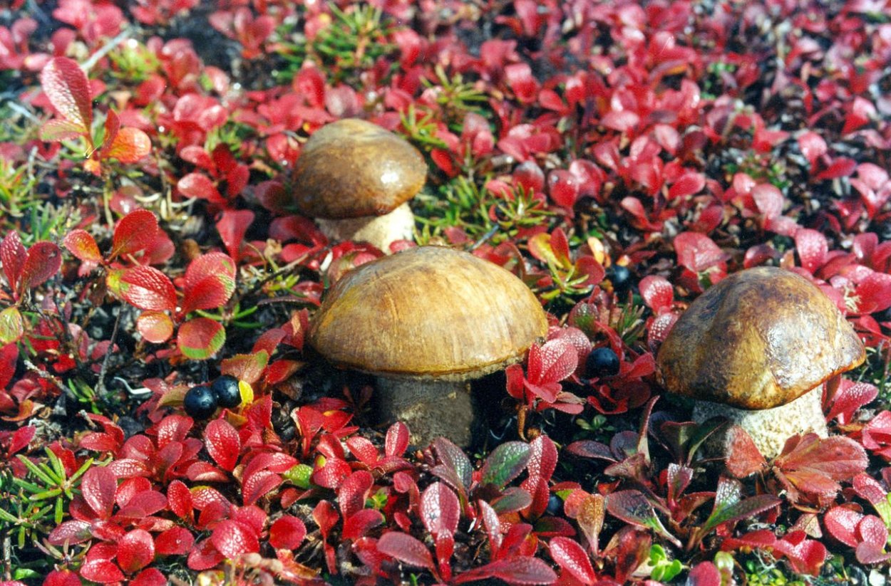 Чукотка тундра грибы