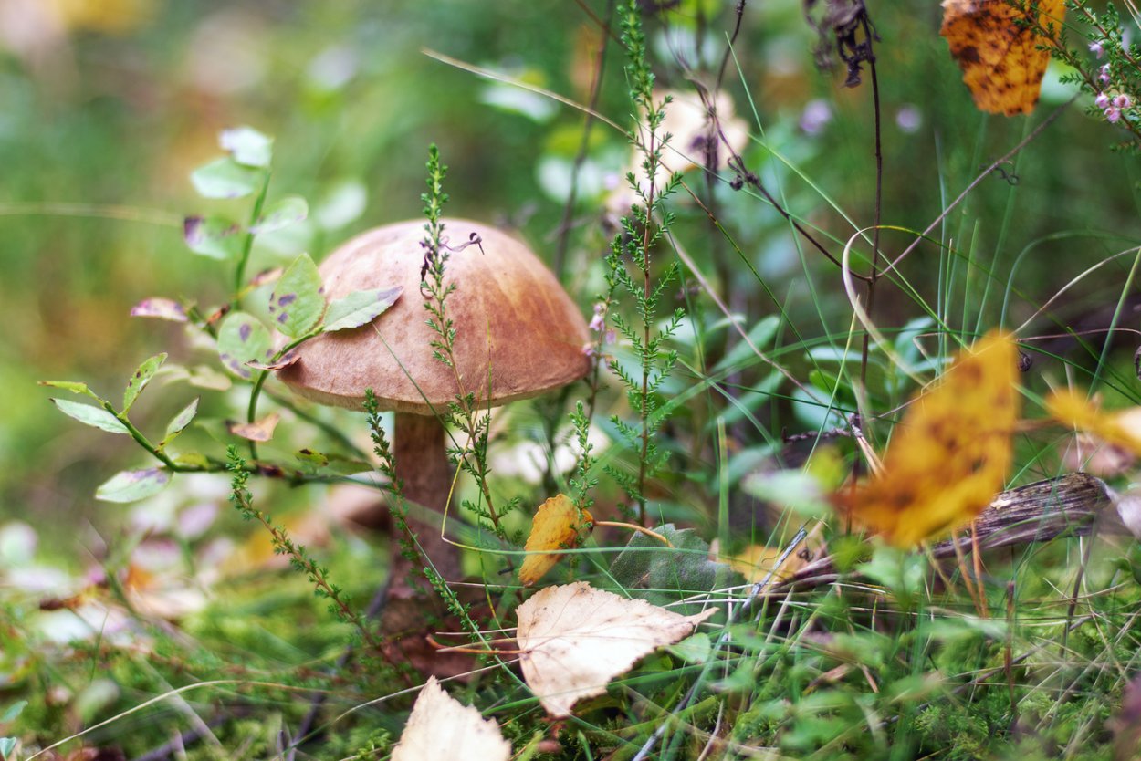 Подберезовик в тундре