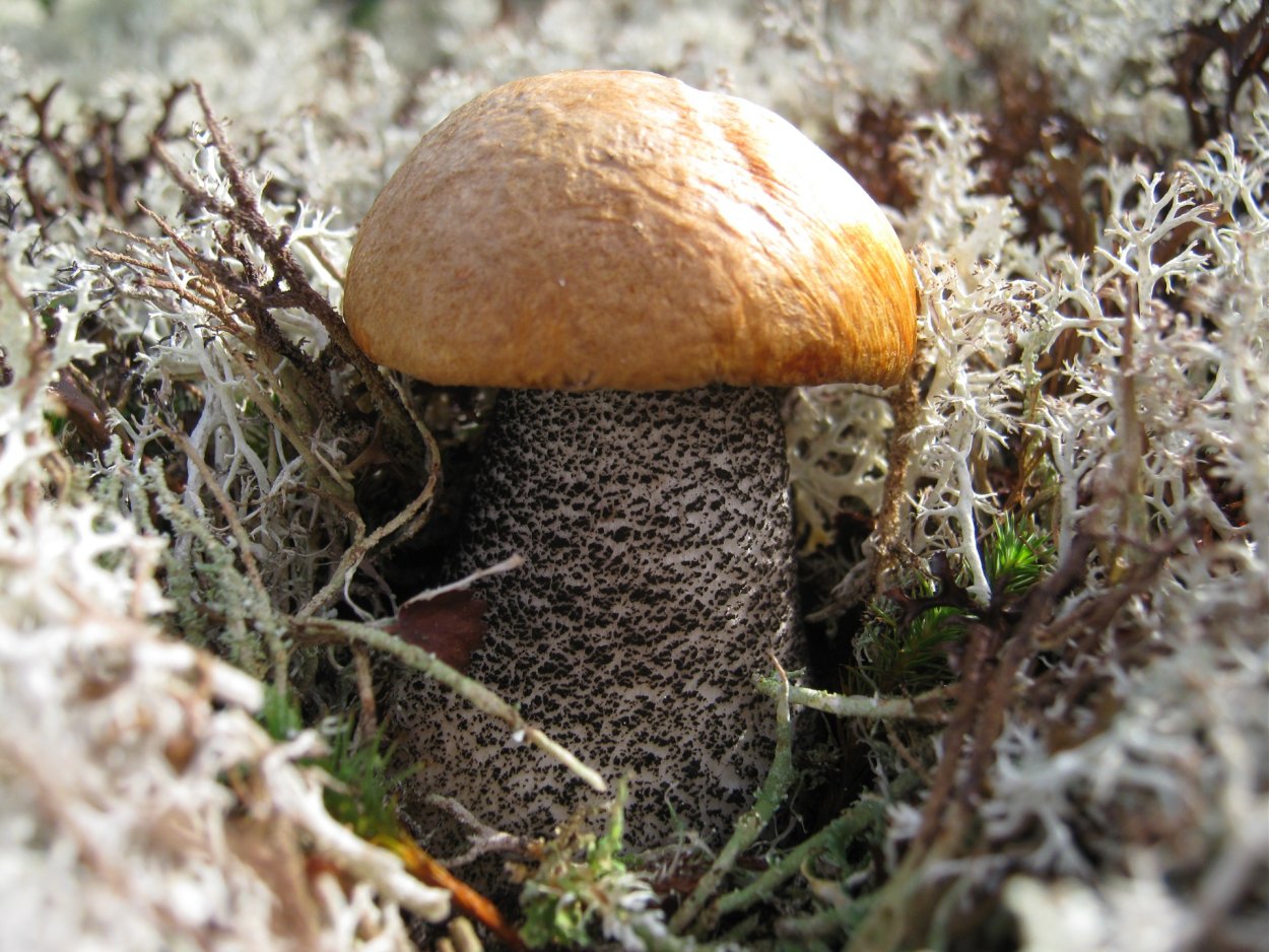 Грибы подберезовики Север