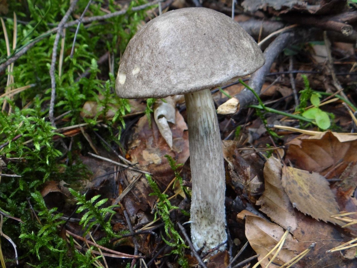 Подберезовик мраморный