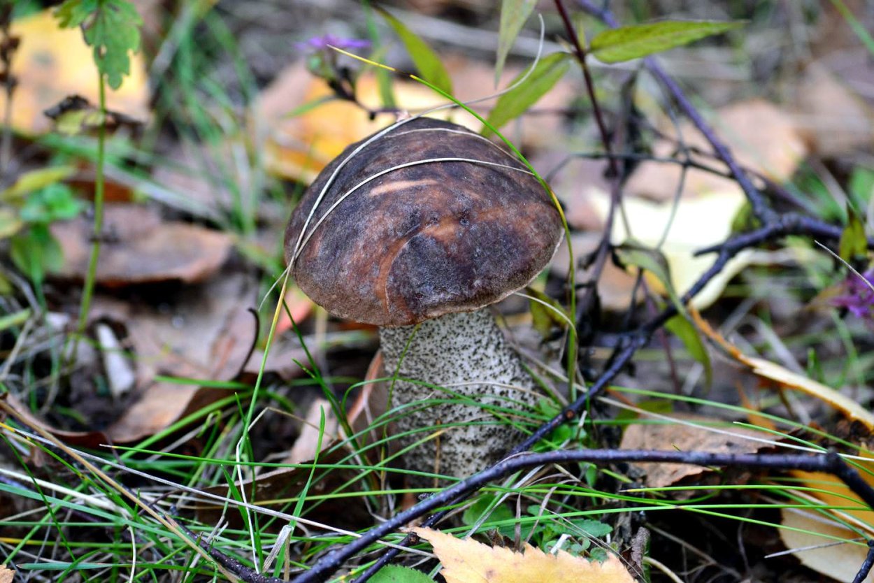 Подберезовик в тундре