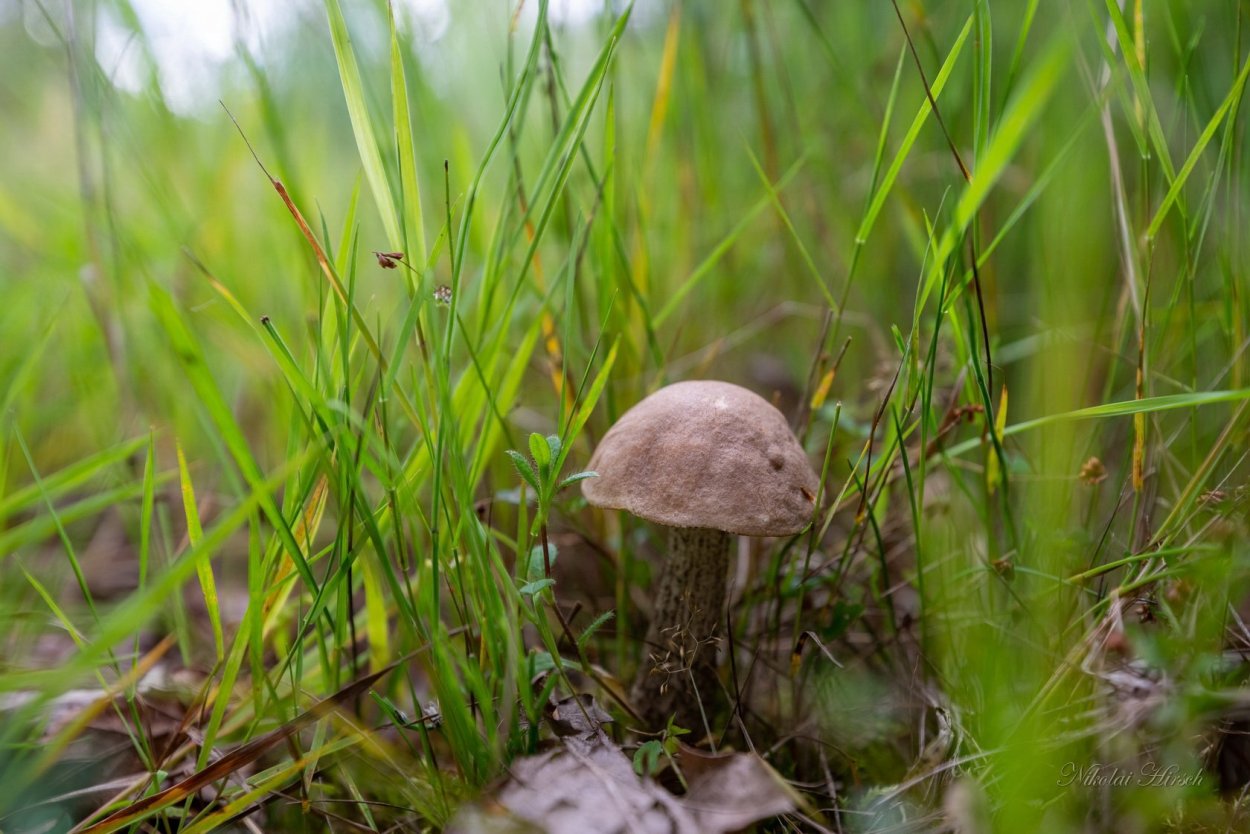 Подберезовик маленький