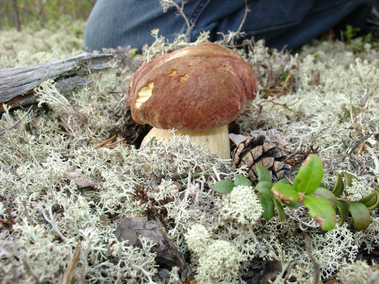Олений гриб Ямал