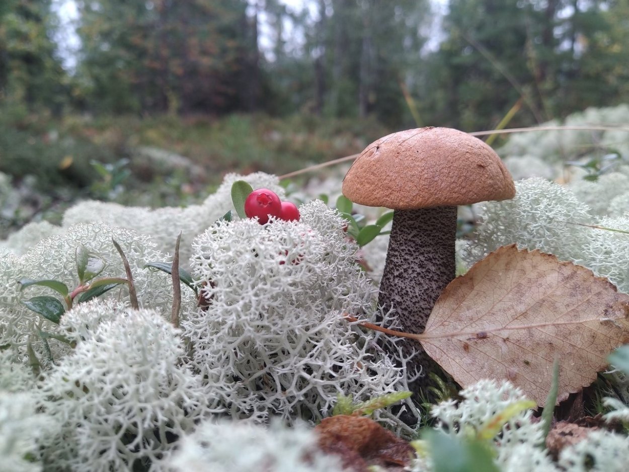 Картинки грибы севера красивые