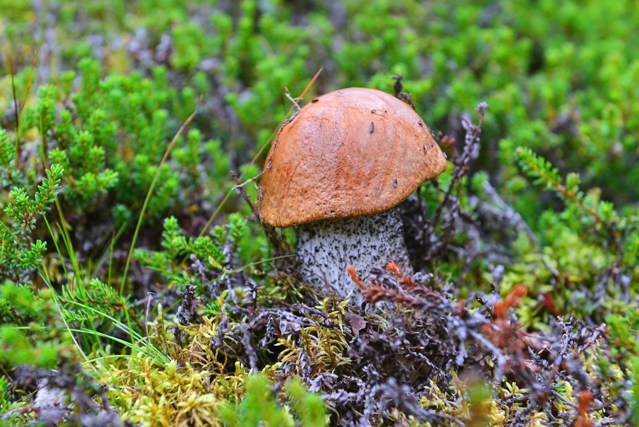 Грибы Кольского полуострова
