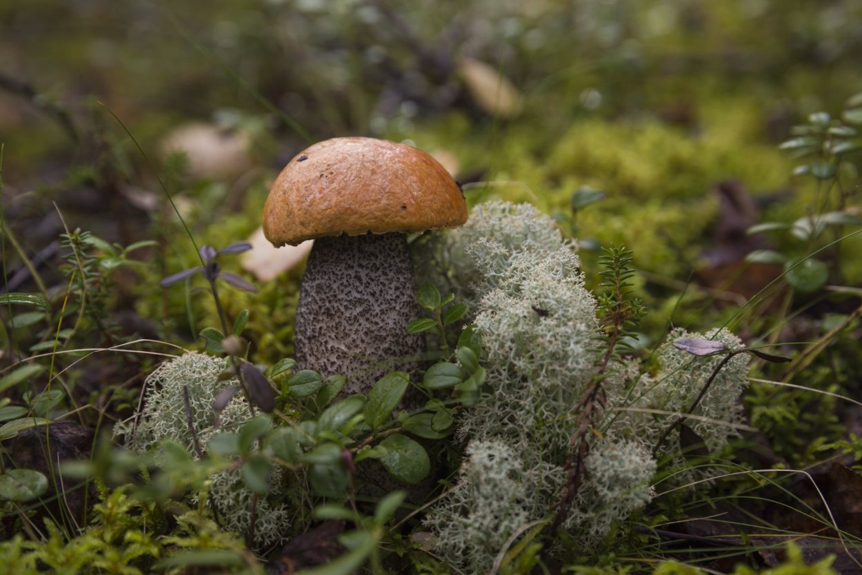 Подосиновики в тундре