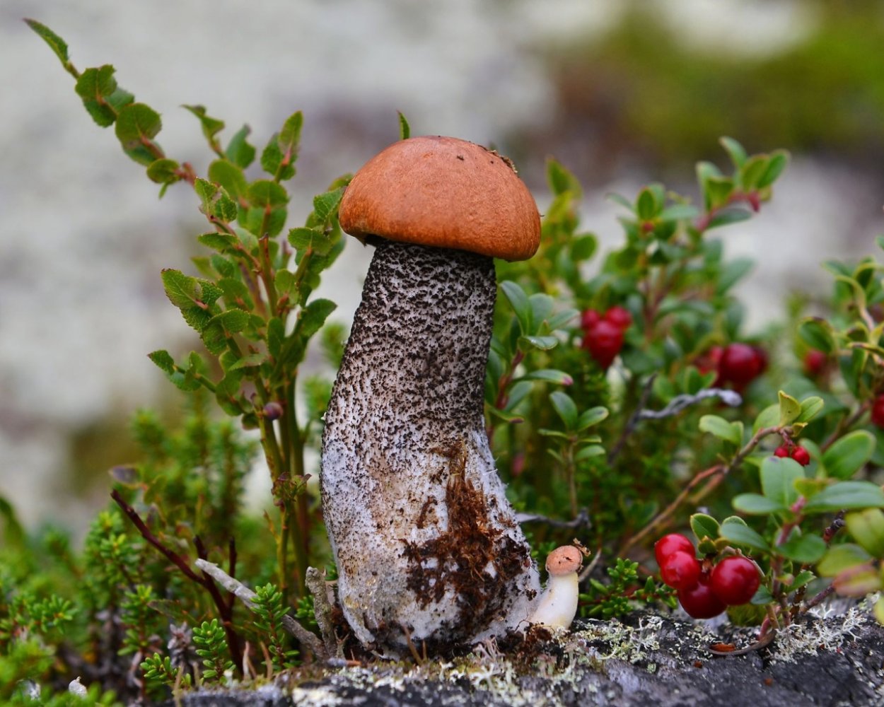 Подосиновики Тайга