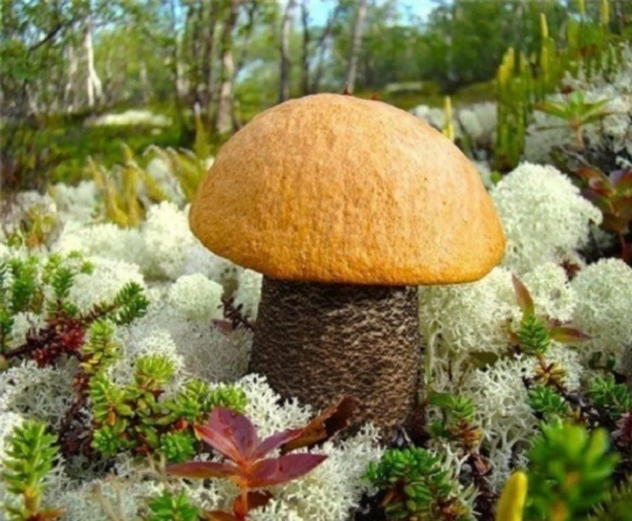 Гриб подосиновик на севере