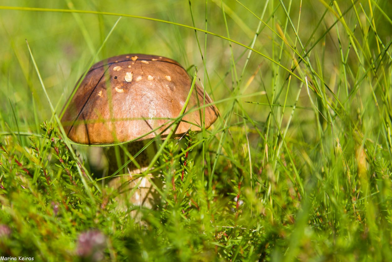 Грибы Исландии