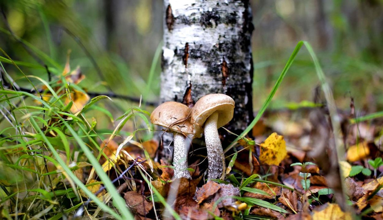 Подберезовик в березовой роще
