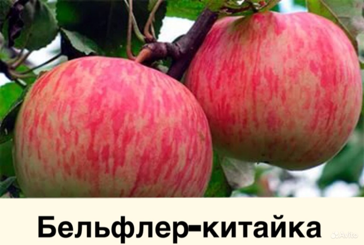 Сорт яблок Бельфлер
