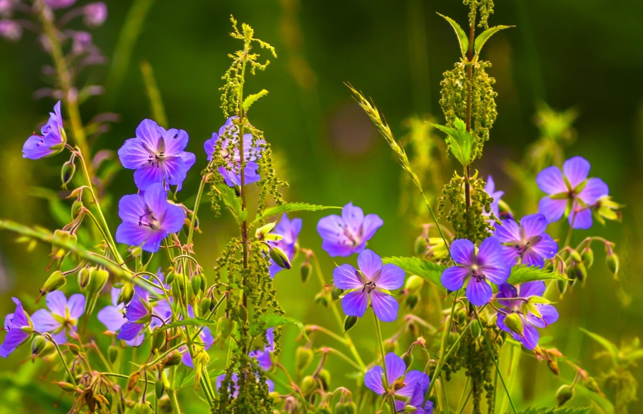 Непоедаемое разнотравье