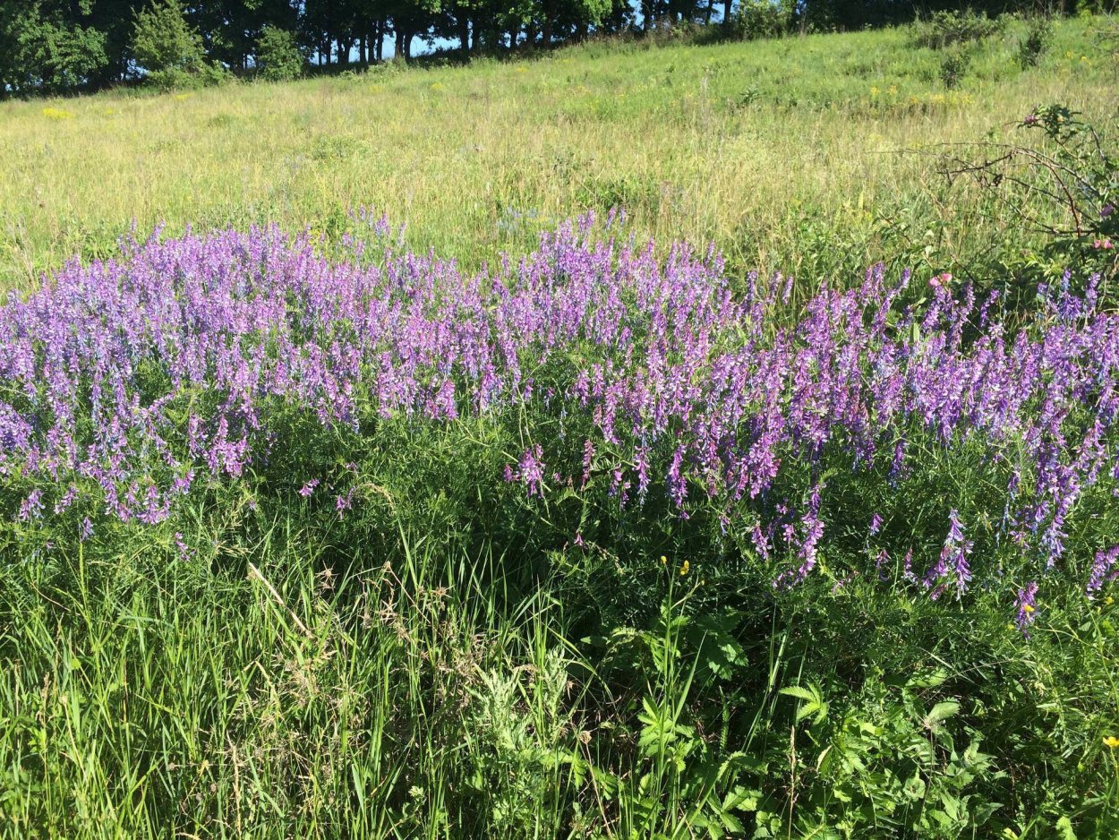Полевые цветы Подмосковья фиолетовые