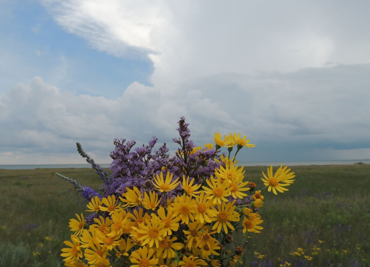Дубки цветы степные крымские