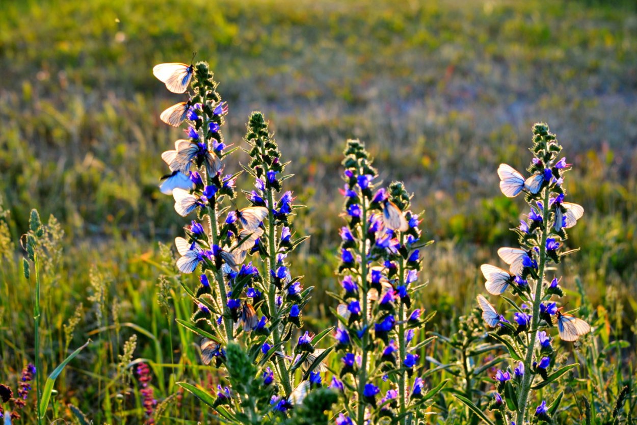 Синие полевые цветы