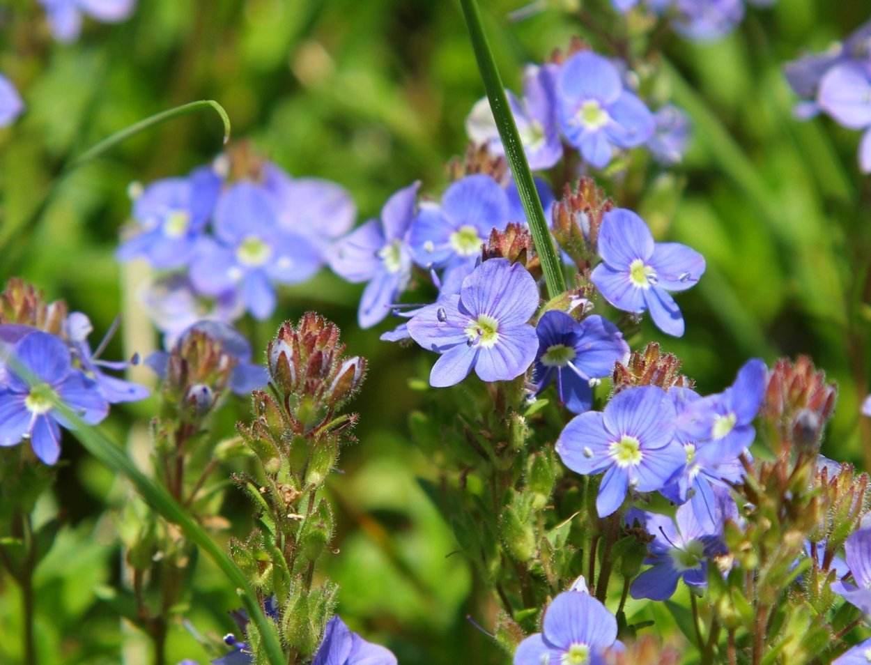 Лекарственные травы