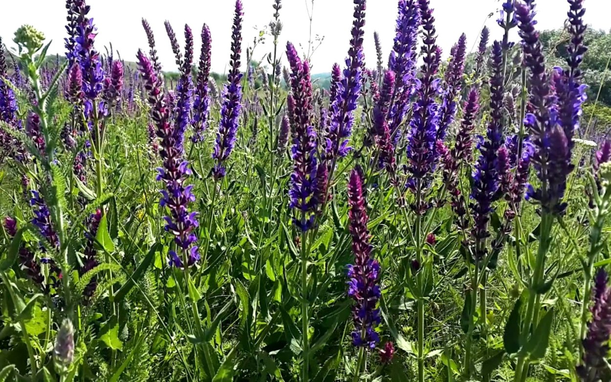 Вероника Дубравная Полевая