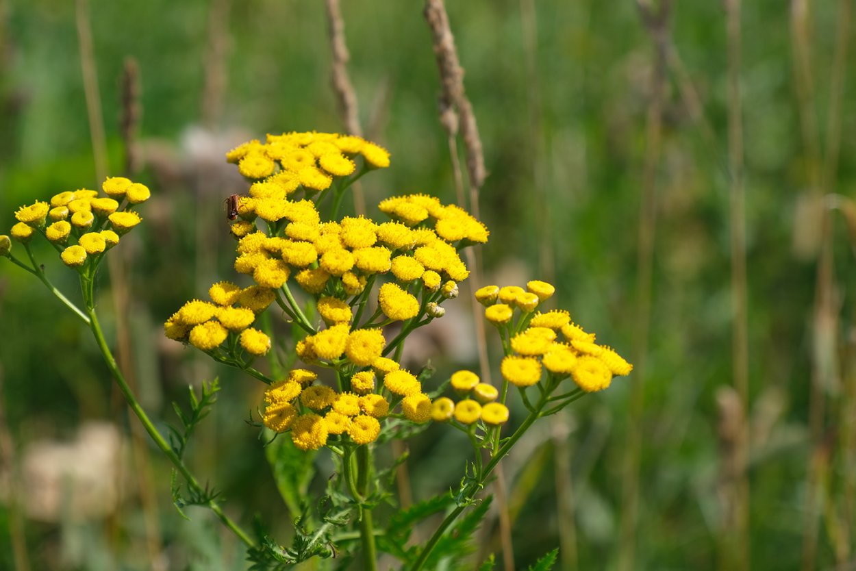 Луговые цветы