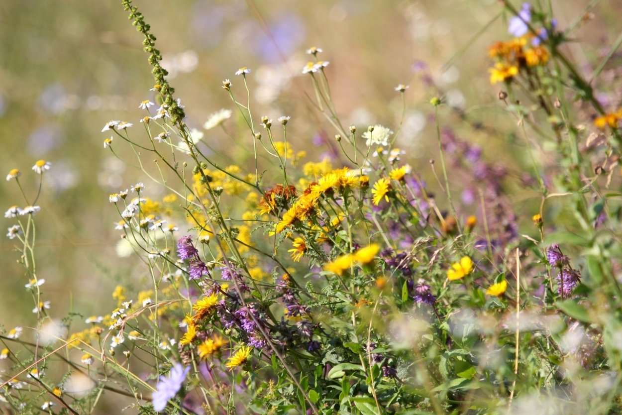 Многолистник Луговой