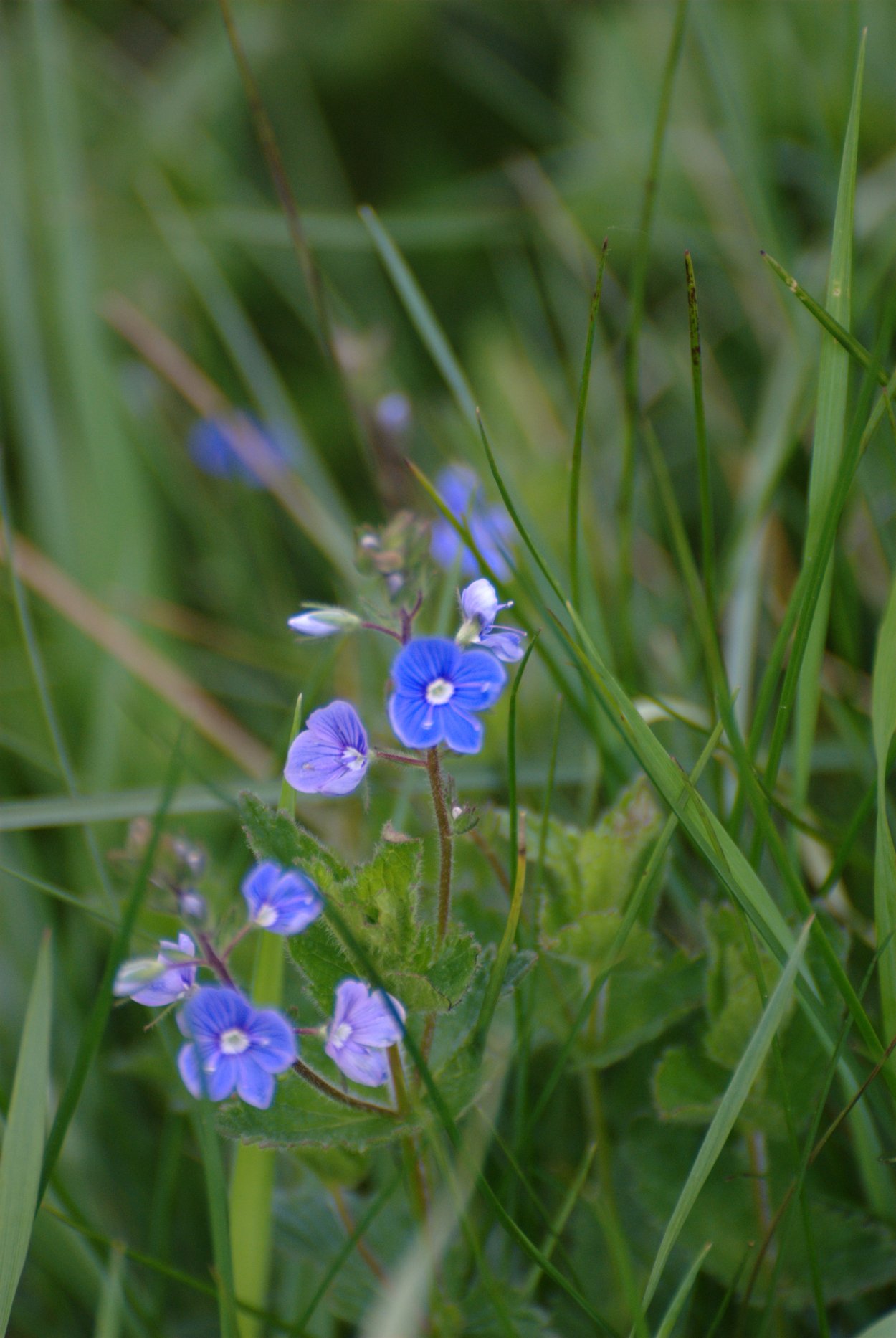 Мятлик Луговой (Дания)