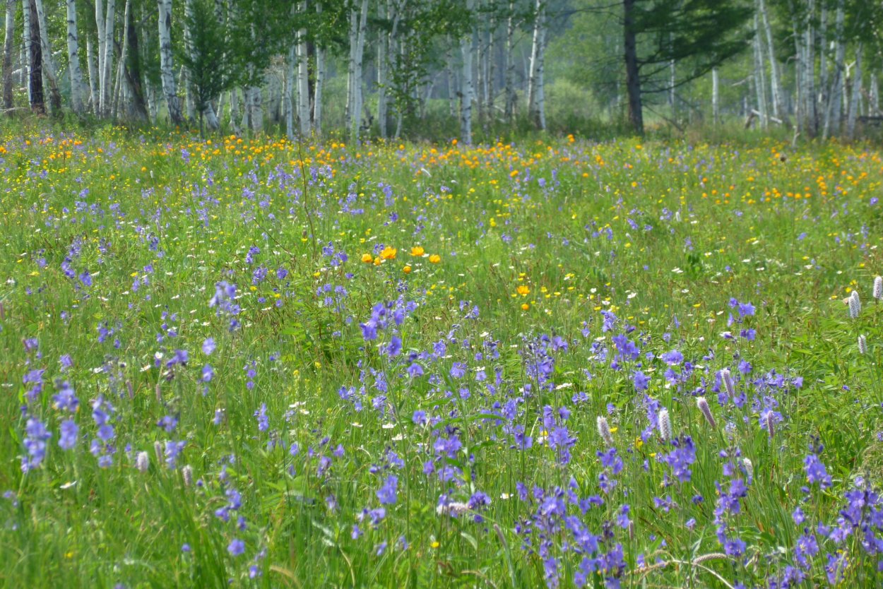 Поле Васильков снизу