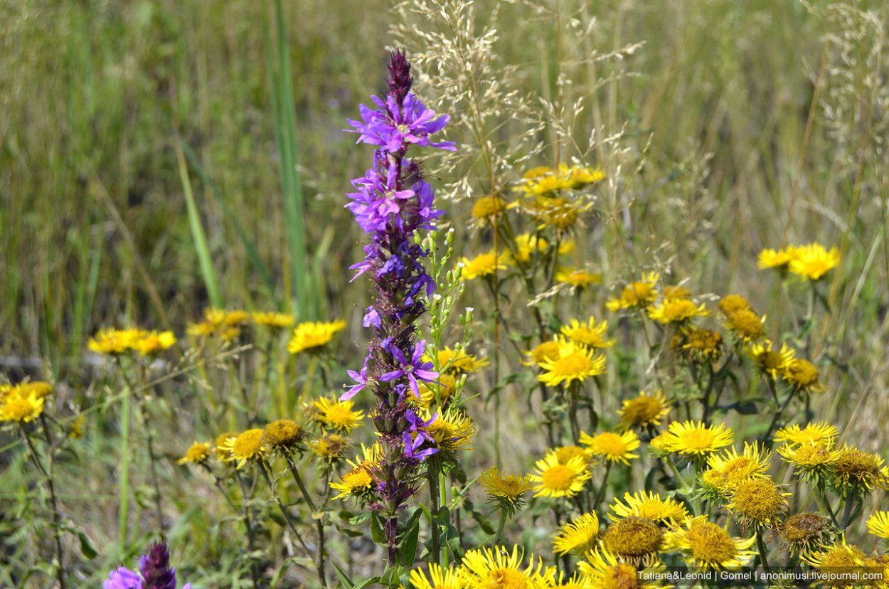 Лесные цветы среднего Урала