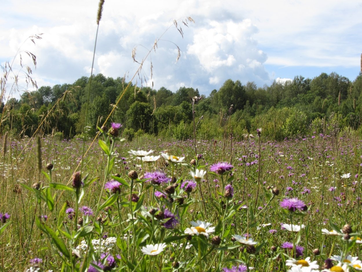 Кипрей узколистный семена