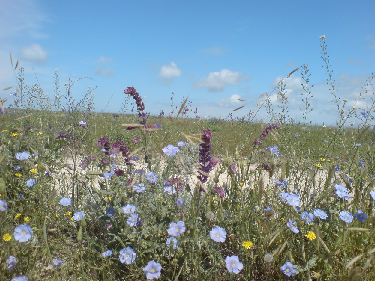 Многолистник Луговой