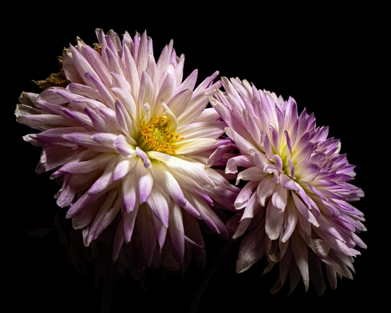 Хризантема Тайфун