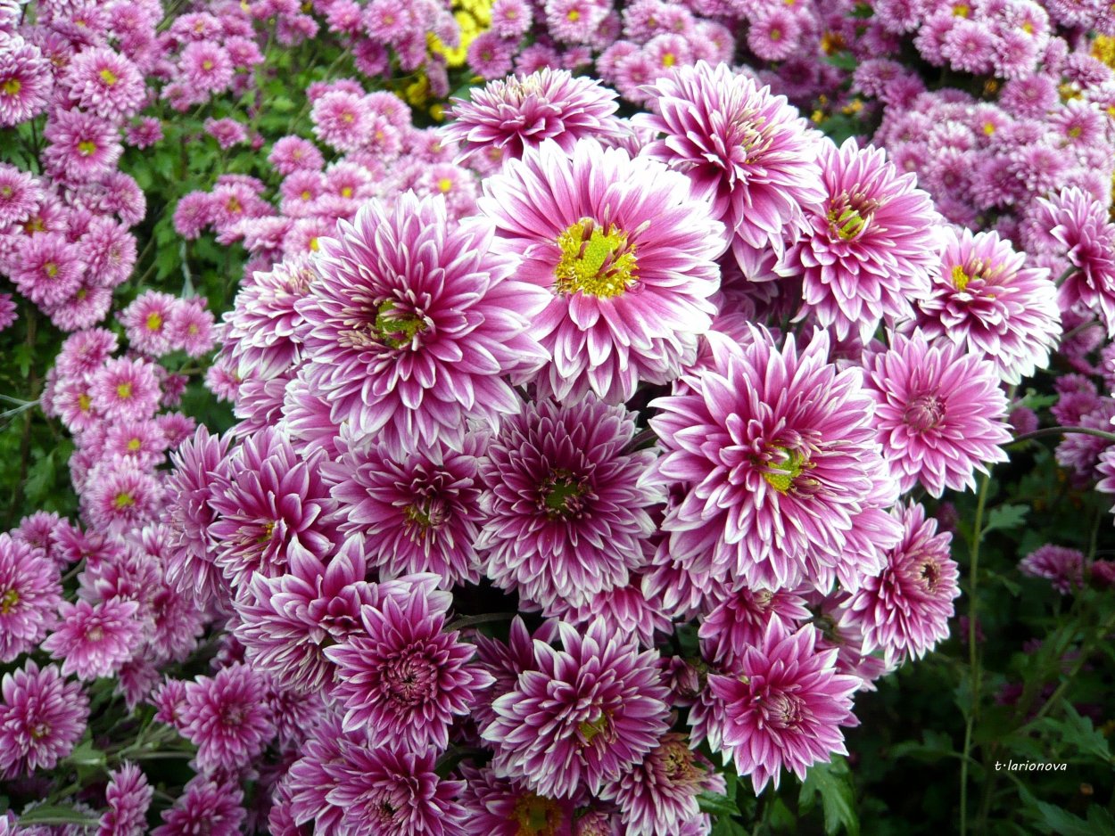 Хризантема кустовая Биг Чиф