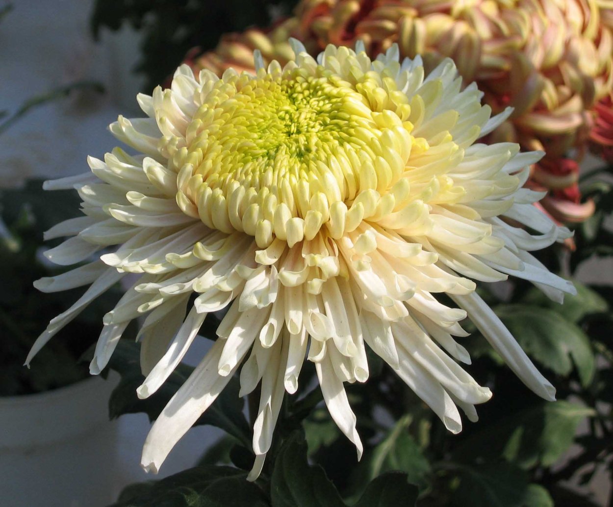 Хризантема корейская Алекси