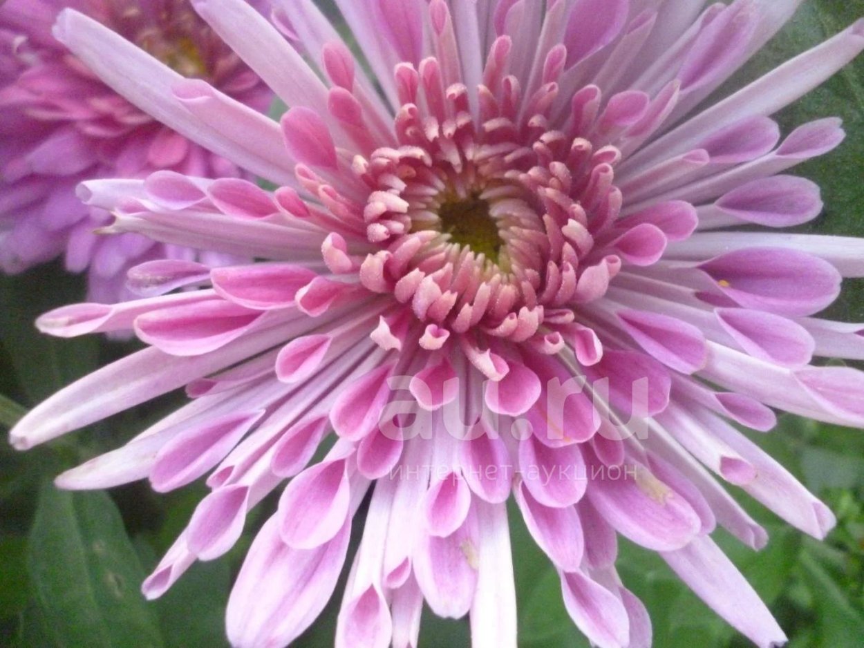 Хризантема корейская Розалинда