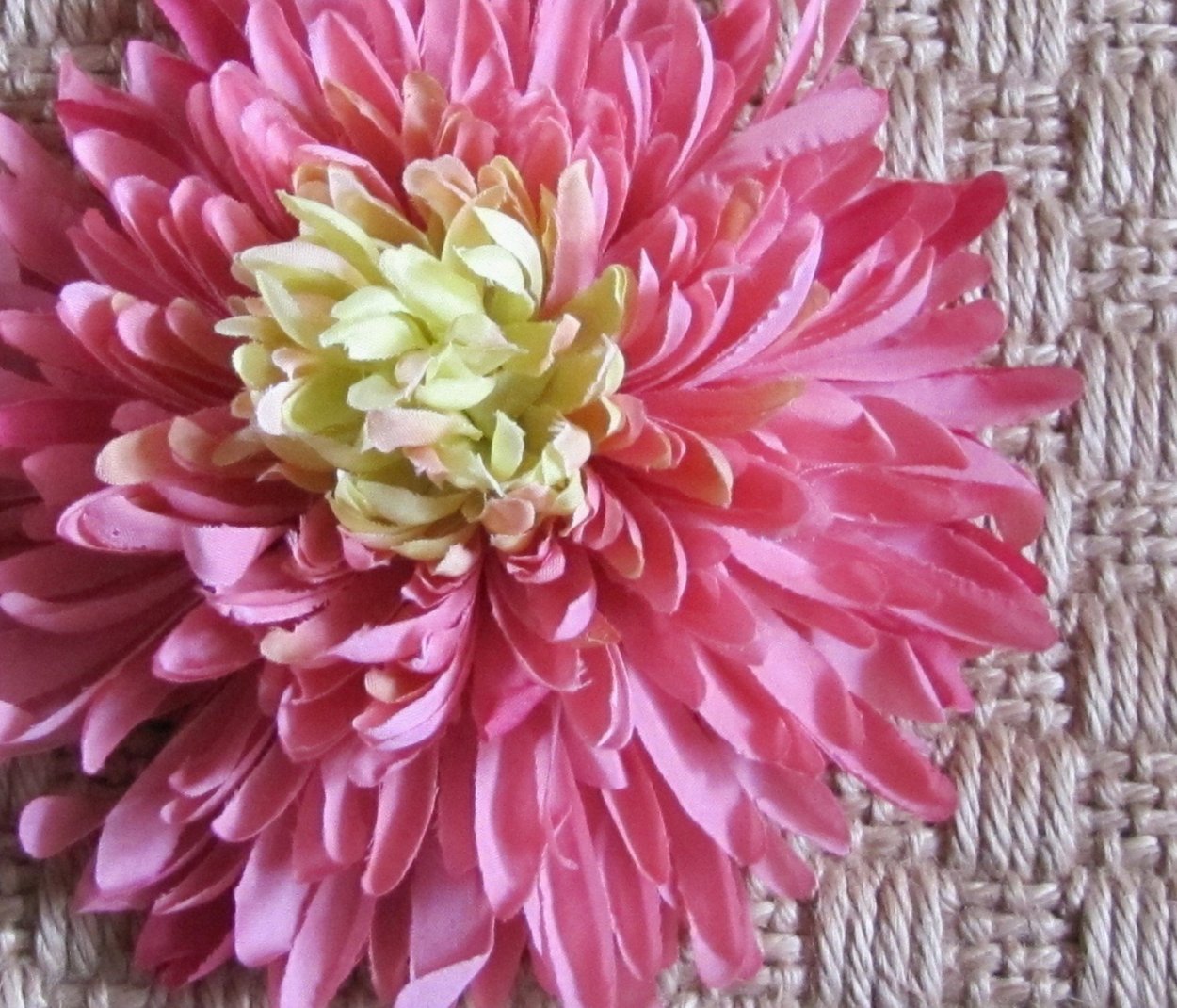 Хризантема корейская александрит