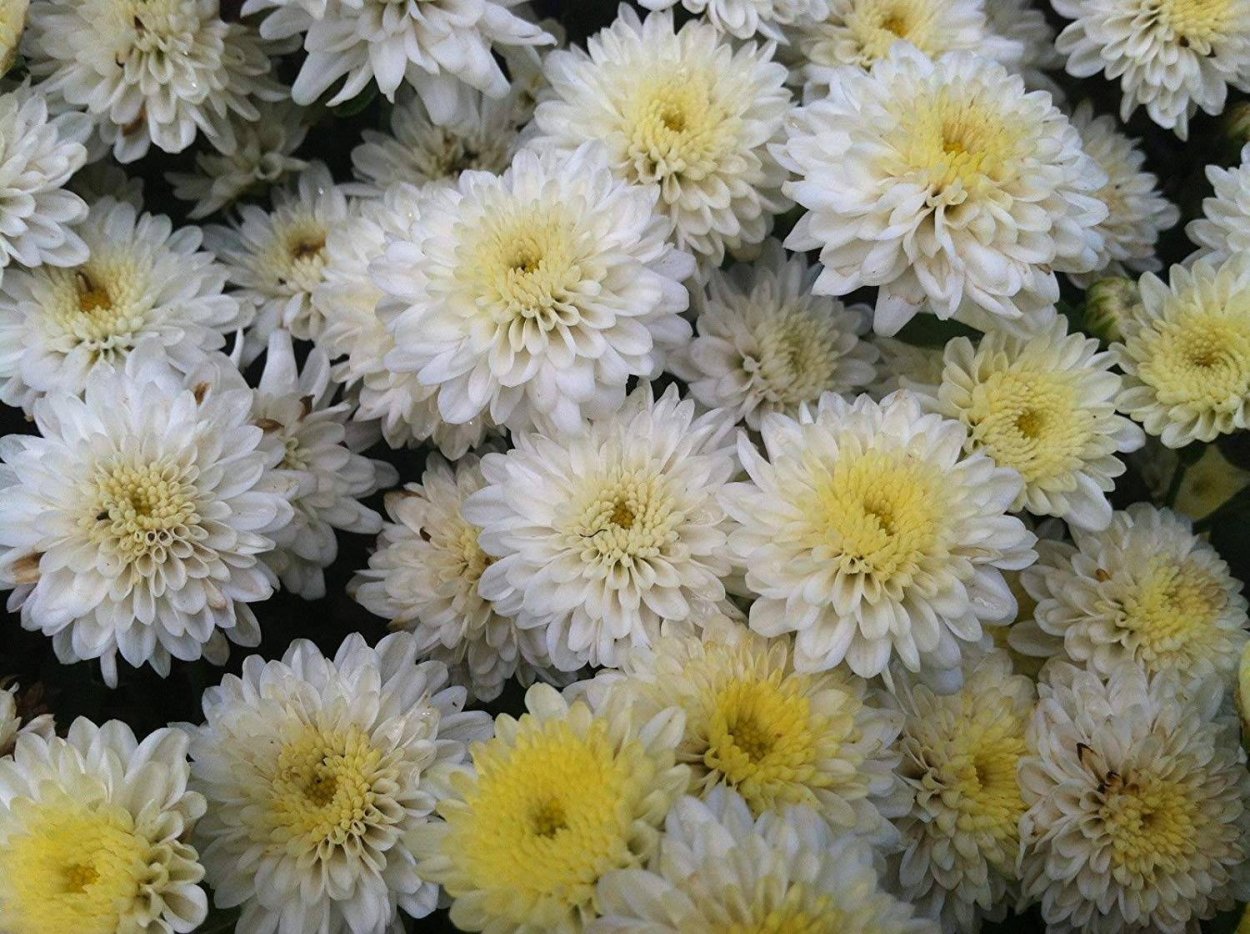 Хризантема мультифлора уранус