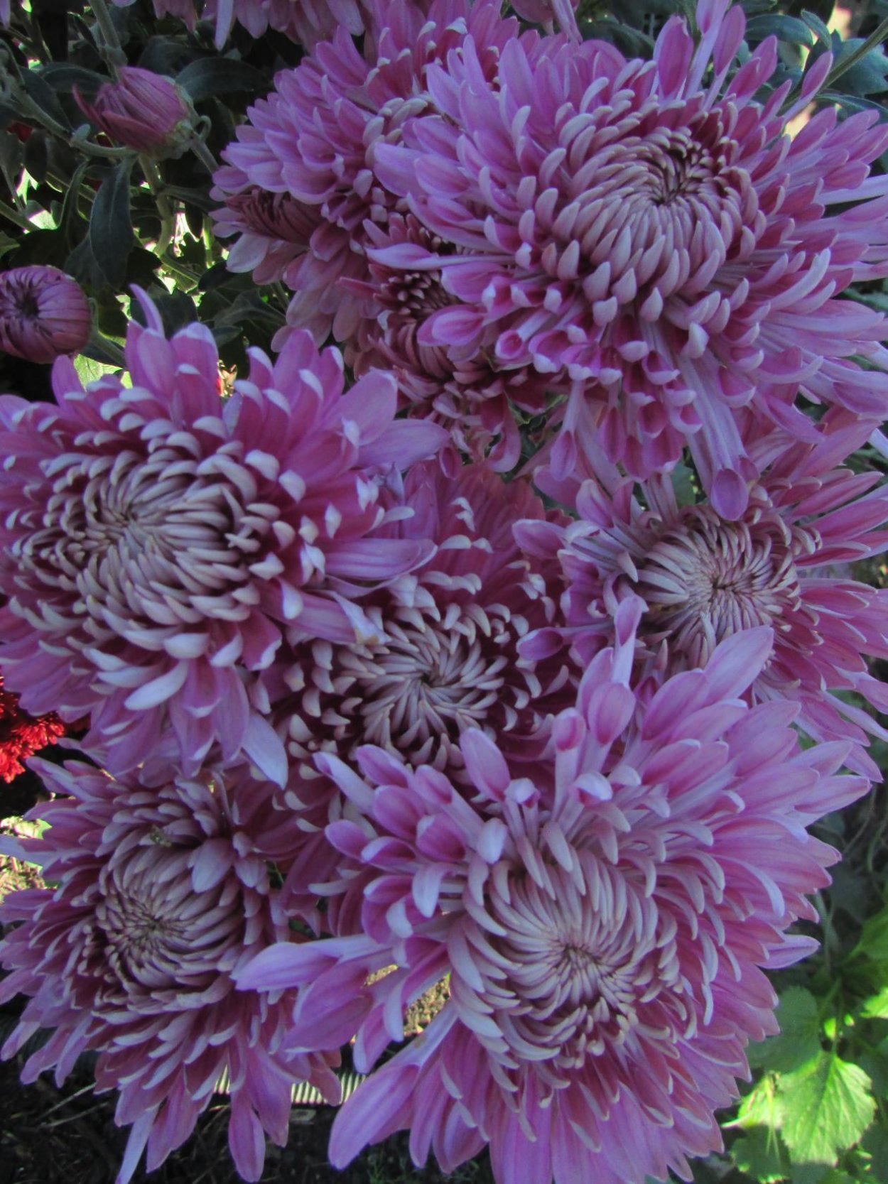 Хризантема корейская деко