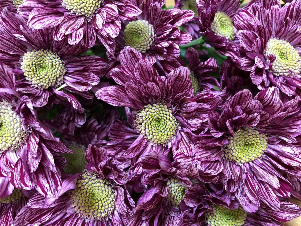 Хризантема Baltica Pink