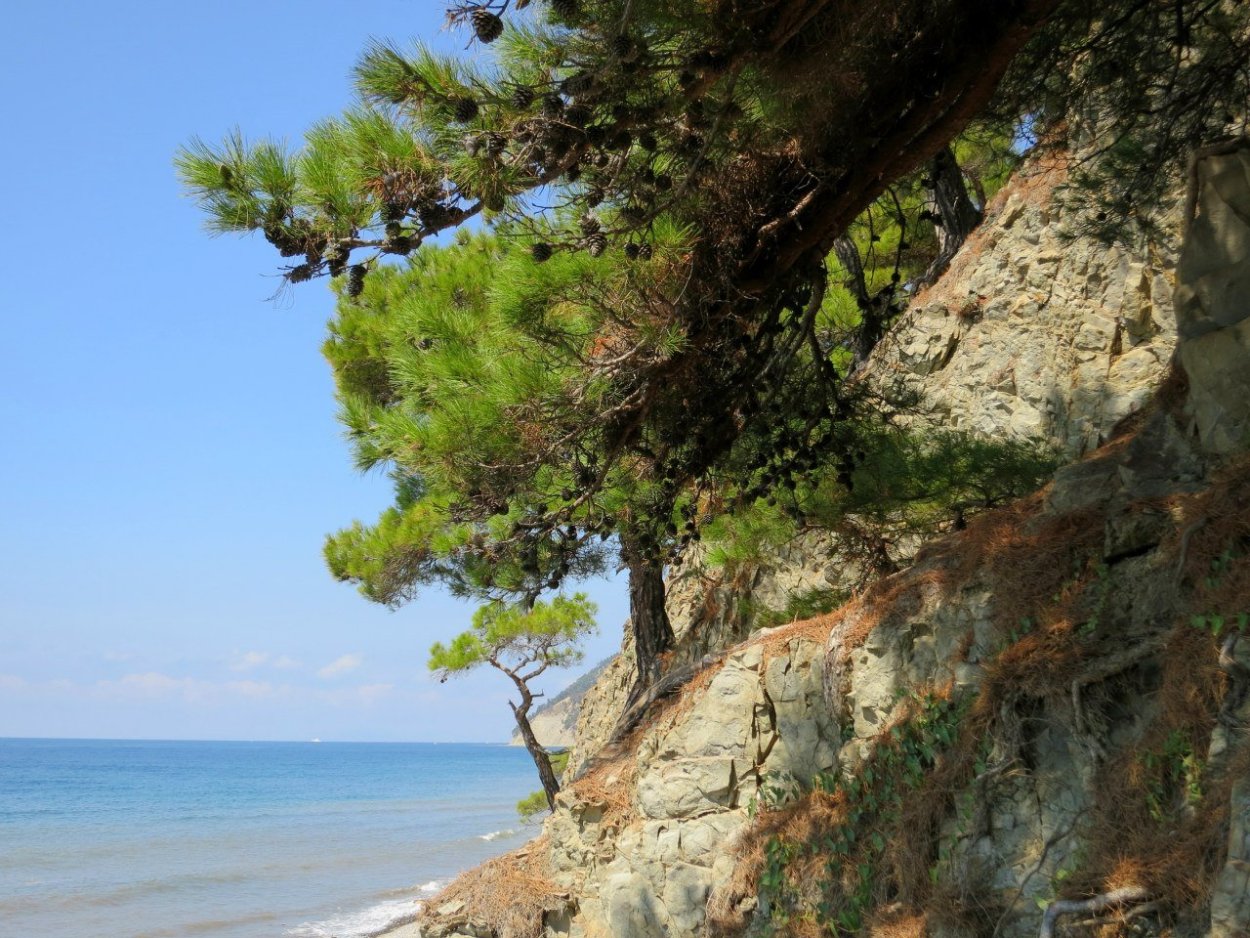 Дерево сосна Пицундская