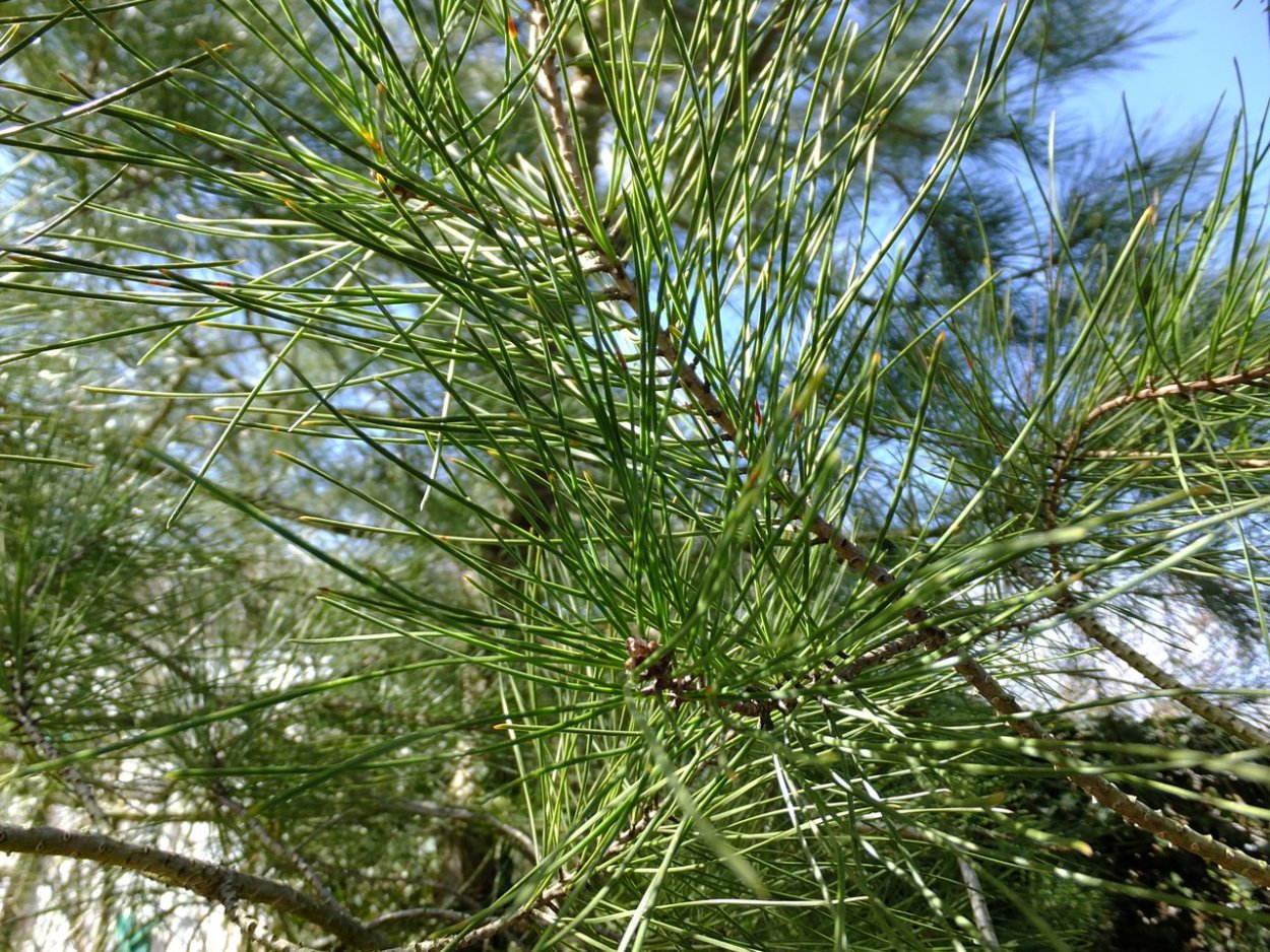 Джанхотский Бор пицундской сосны в Геленджике