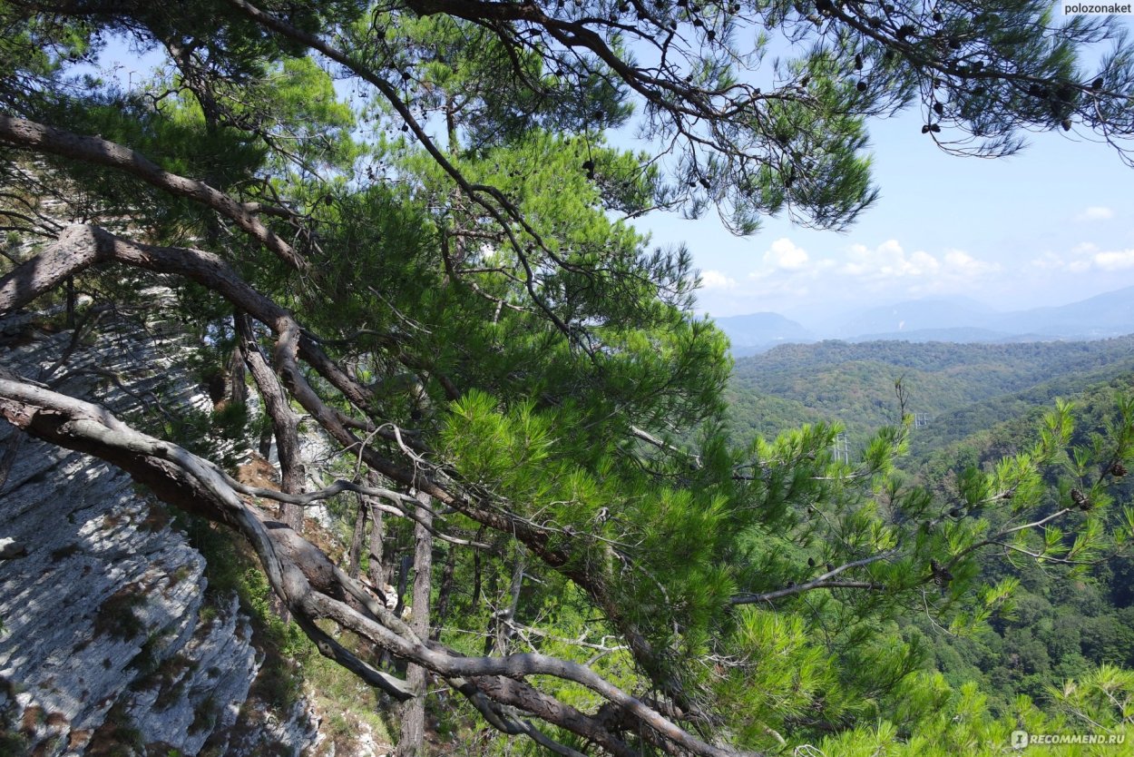 Пицундская сосна дерево Сочи