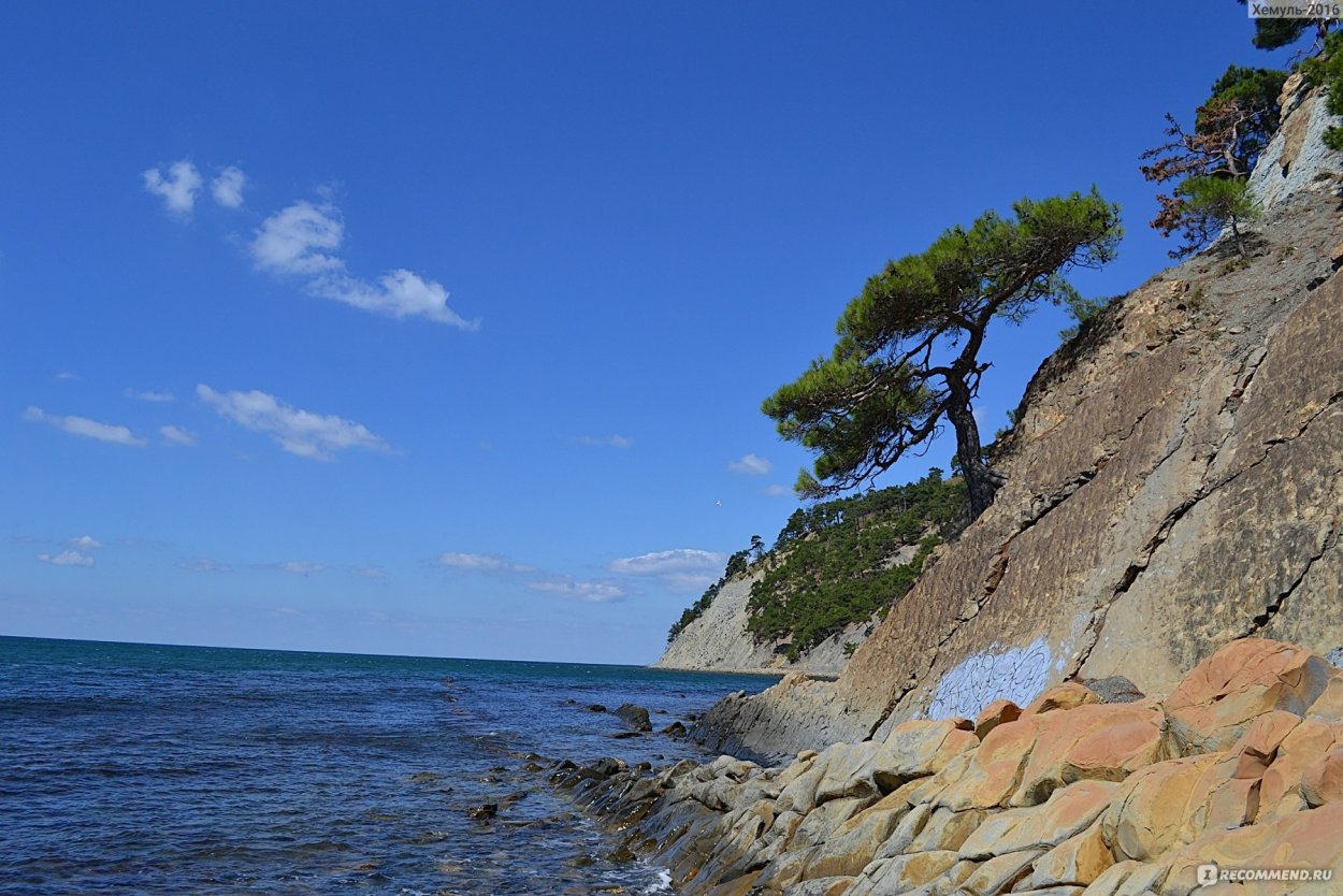 Пицундская сосна в Геленджике