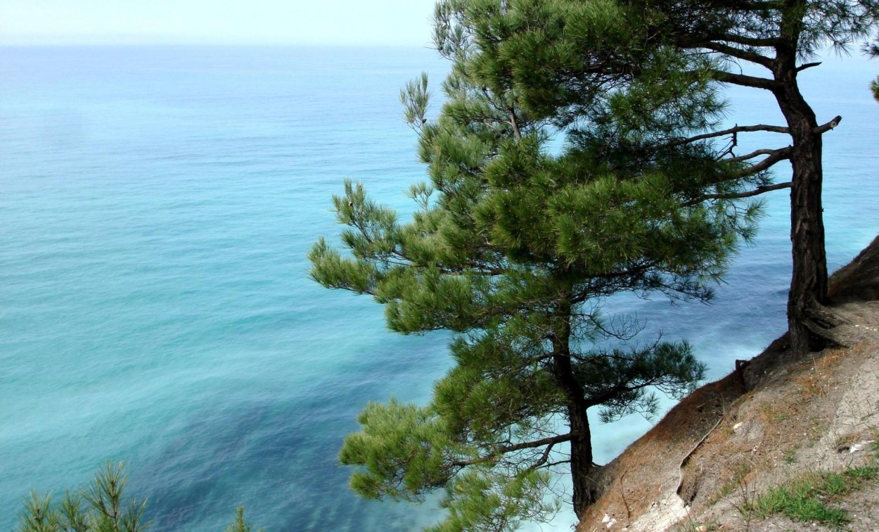 Джанхотский Бор пицундской сосны в Геленджике