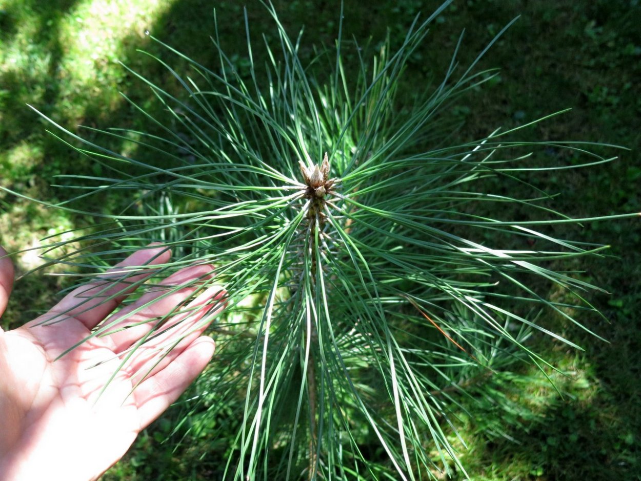 Сосна Пицундская красная книга