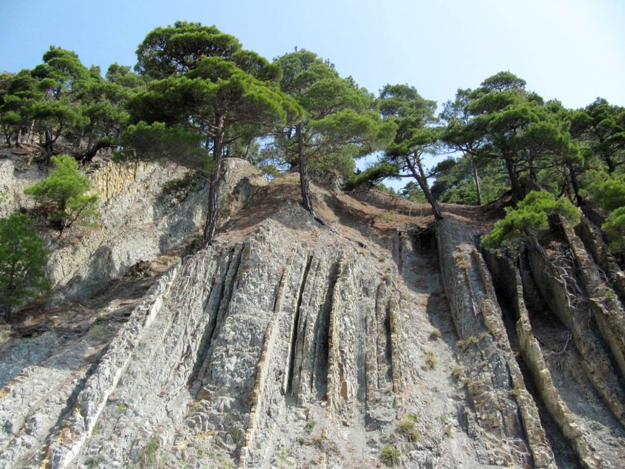 Пицундская сосна в Крыму