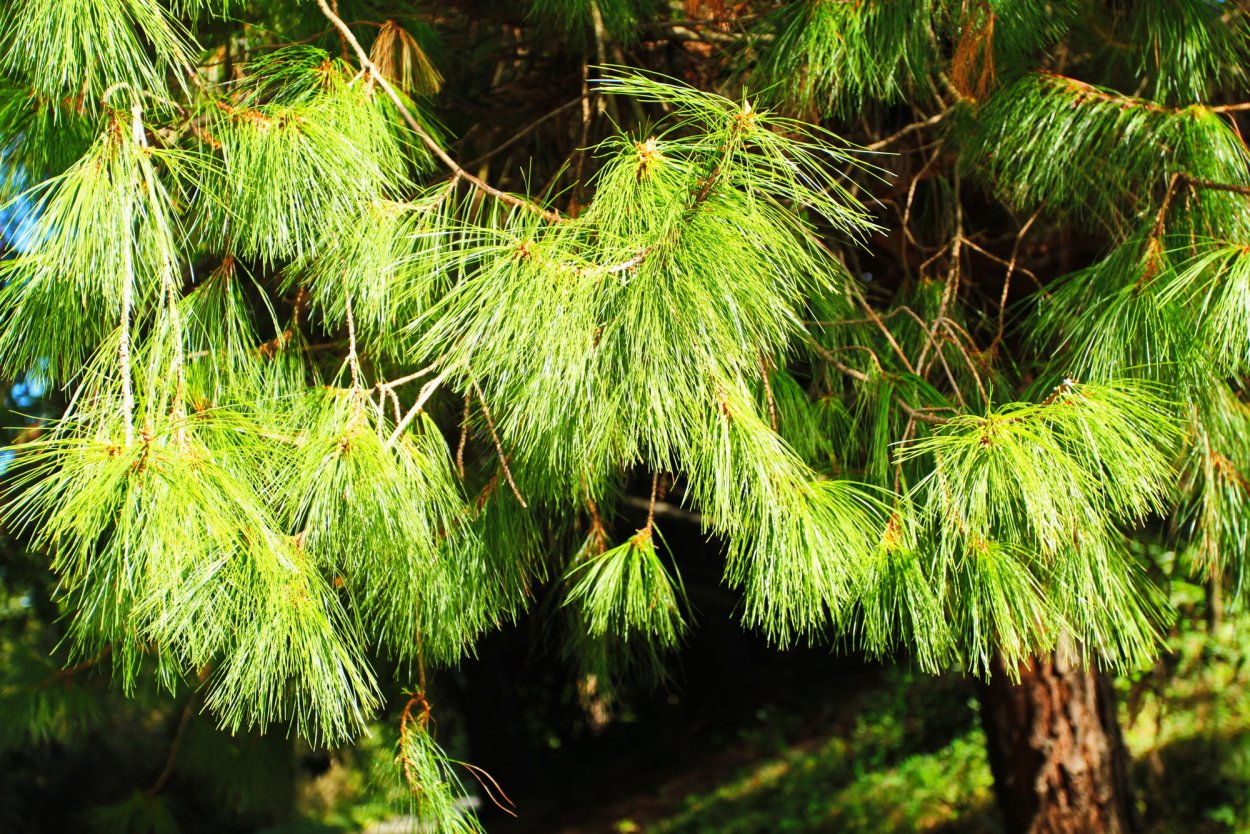 Пицундская сосна в Геленджике